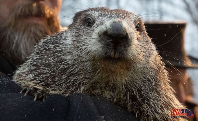 Punxsutawney Phil predicts 6 more weeks of winter after Viewing his shadow in virtual Service