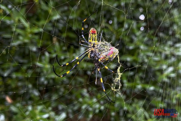 Millions of huge invasive spiders from Asia take hold in Georgia: "Like a scene out of 'Arachnophobia'"