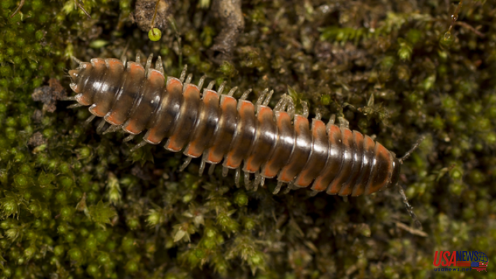 Taylor Swift is the new name for a newly discovered millipede