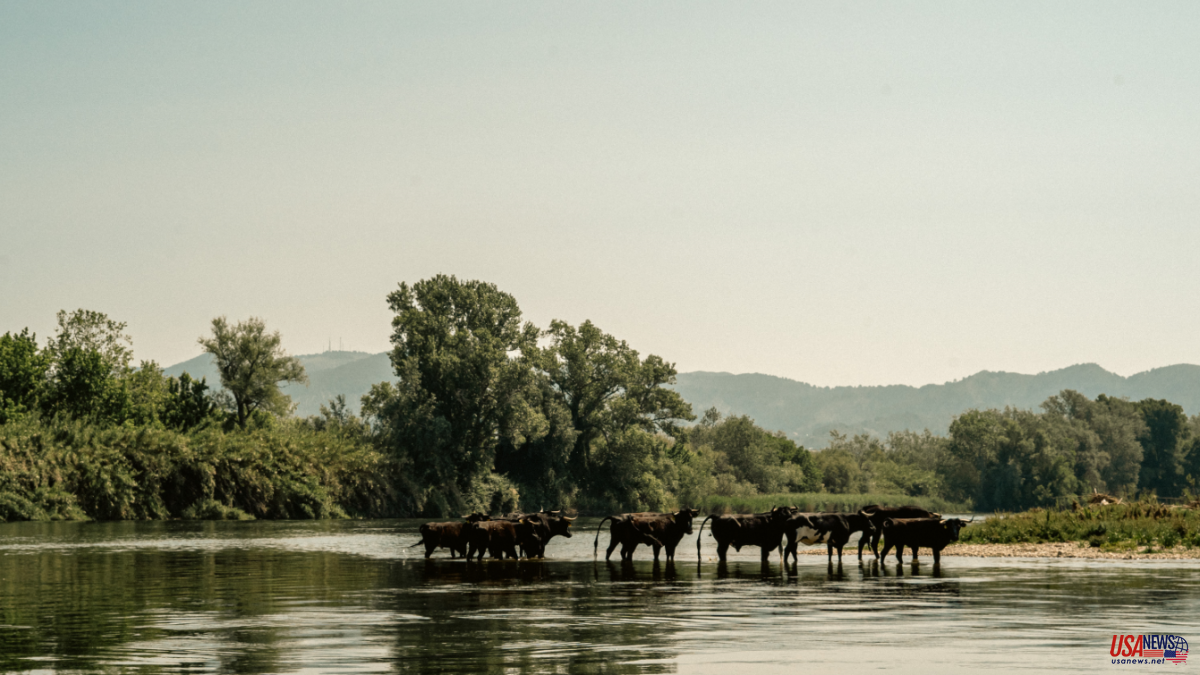 Culture to save the Ebro Delta