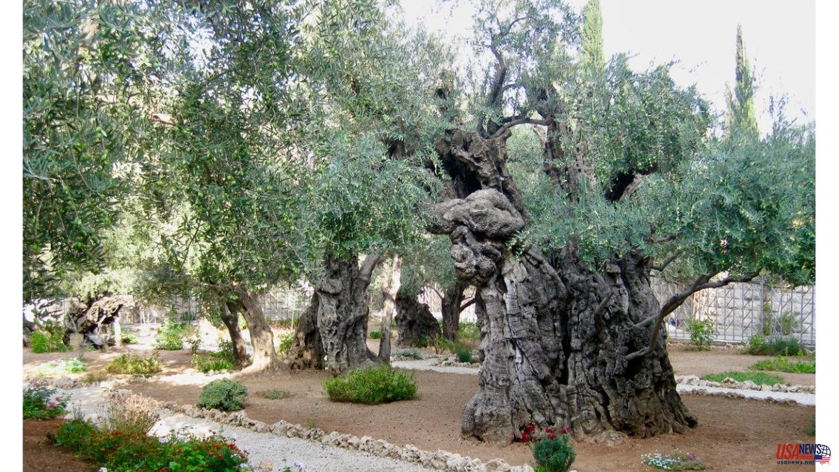 They discover the first evidence of the domestication of the olive tree, 7,000 years ago