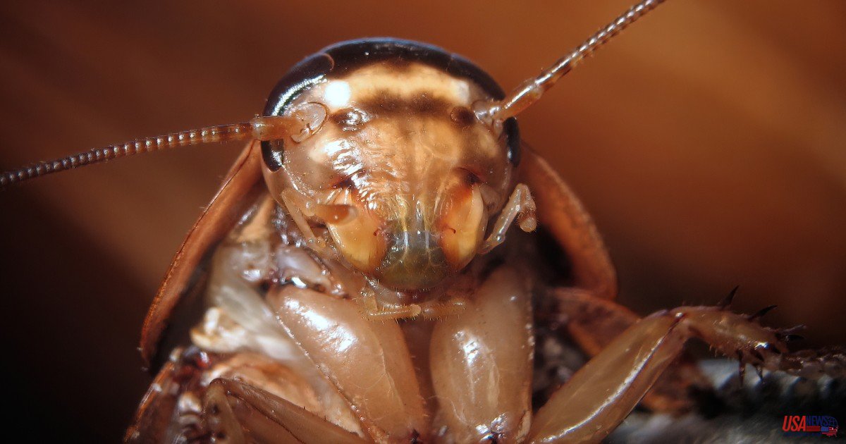 Do you want 100 cockroaches living in your home? N.C. company will pay for you to test a new method of controlling pests