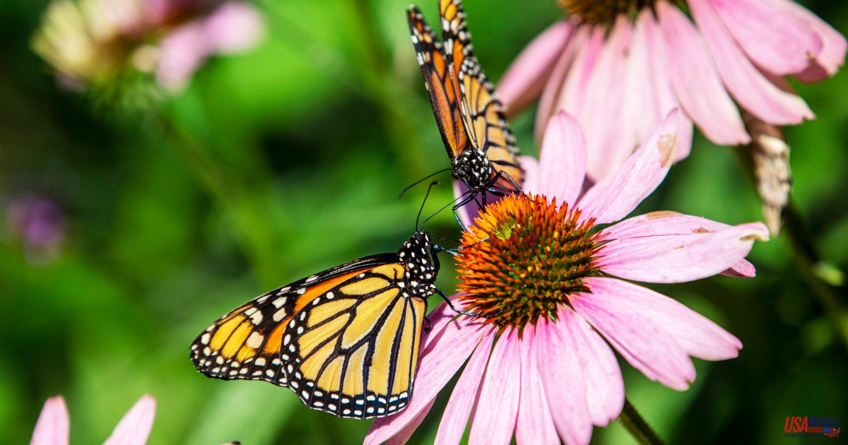 The Monarch butterfly population may be more stable that previously believed