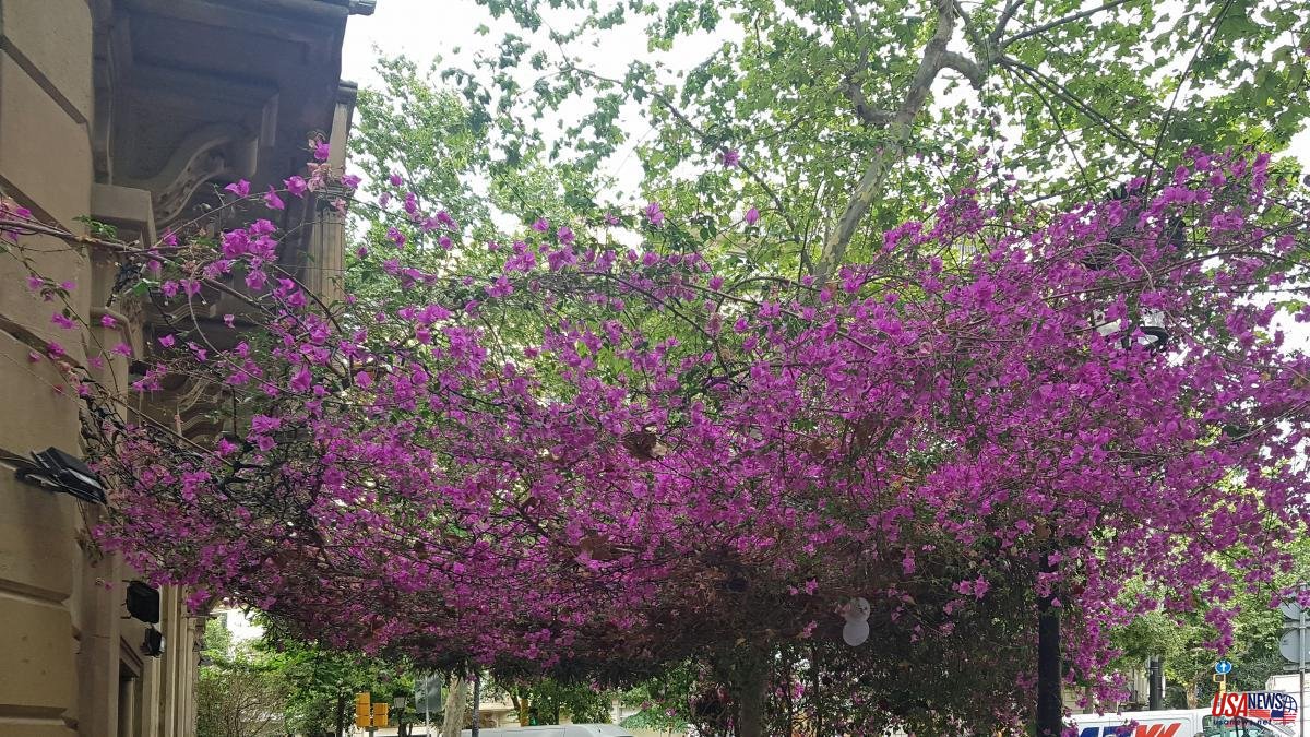 What is the origin of the most resilient bougainvillea in Barcelona?