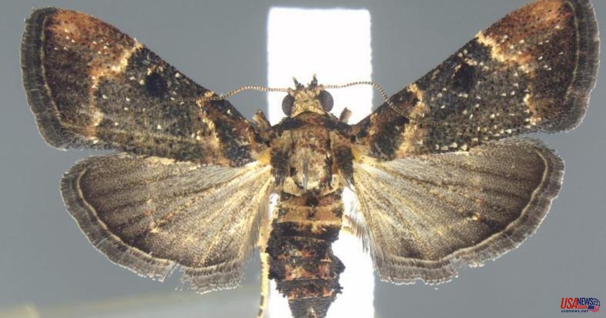 Detroit airport has a new moth species that was not found since 1912.