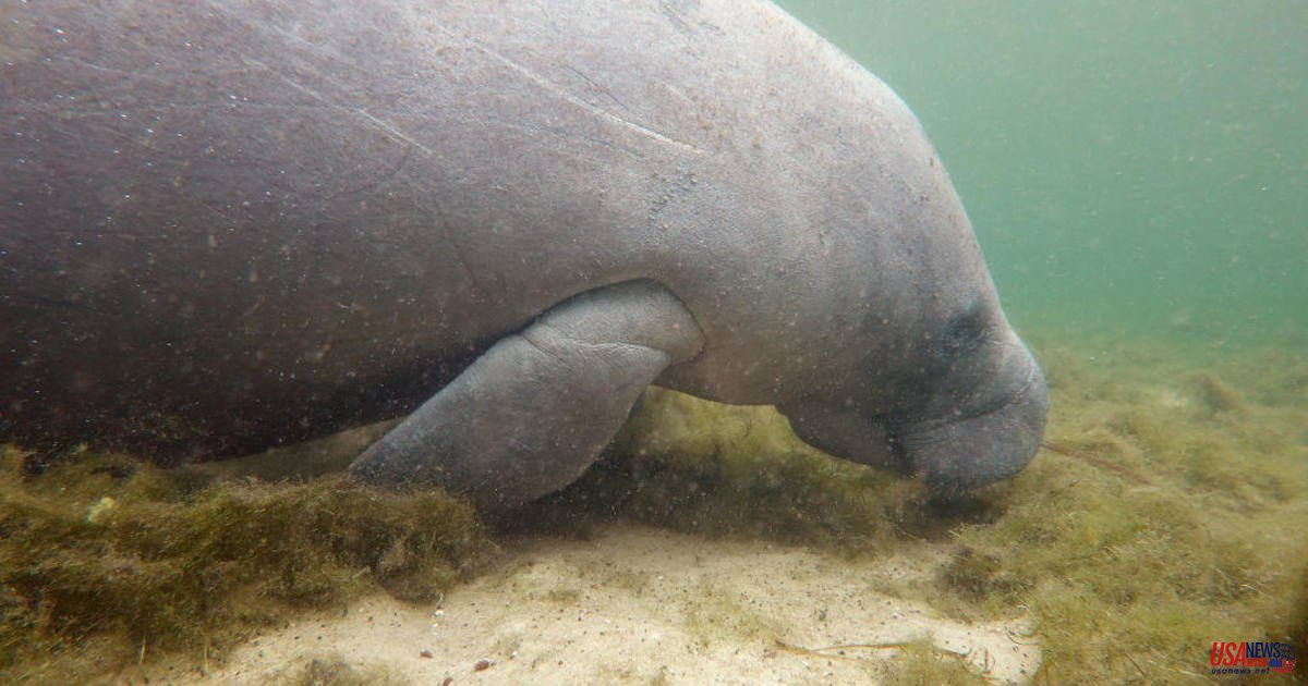 EPA sued Florida manatees who died from pollution