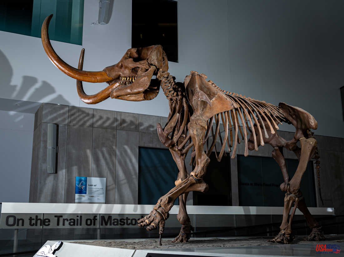 Fred, the mastodon who died in search of love.