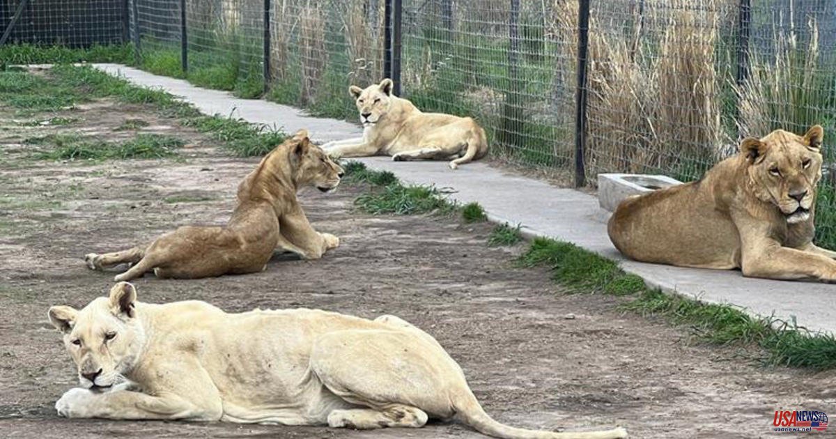 After a sanctuary raid, police arrest over 200 big cats and other animals.