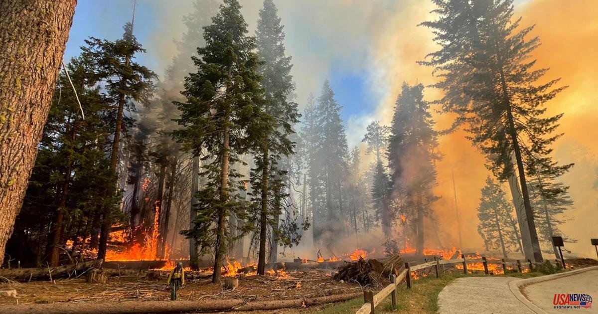 Wildfire is found near Yosemite’s famous sequoia trees