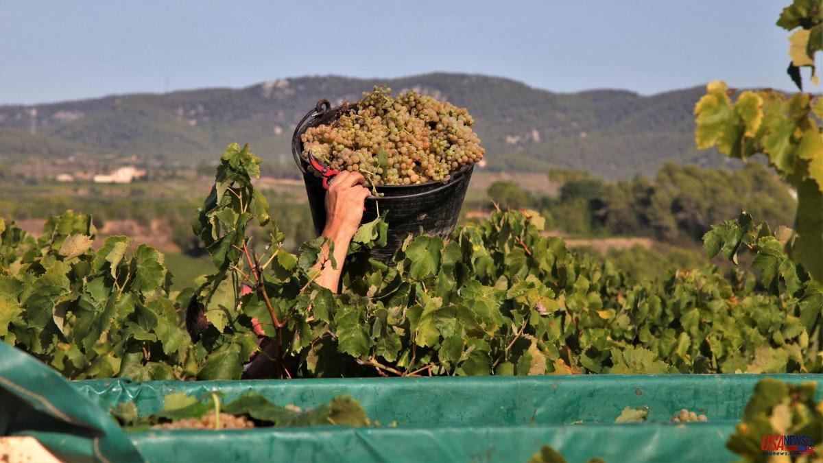 The harvest starts in Catalonia marked by drought and runaway costs