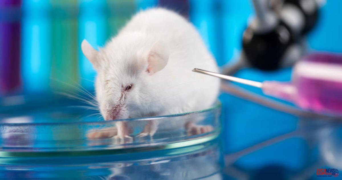 How freezing-dried mice could be used to conserve species