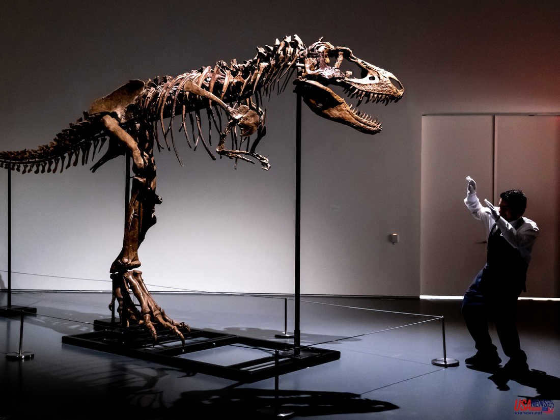 New York City will auction a 76-million-year-old dinosaur skull