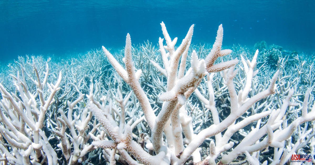 Great Barrier Reef Survey reveals extensive coral bleaching