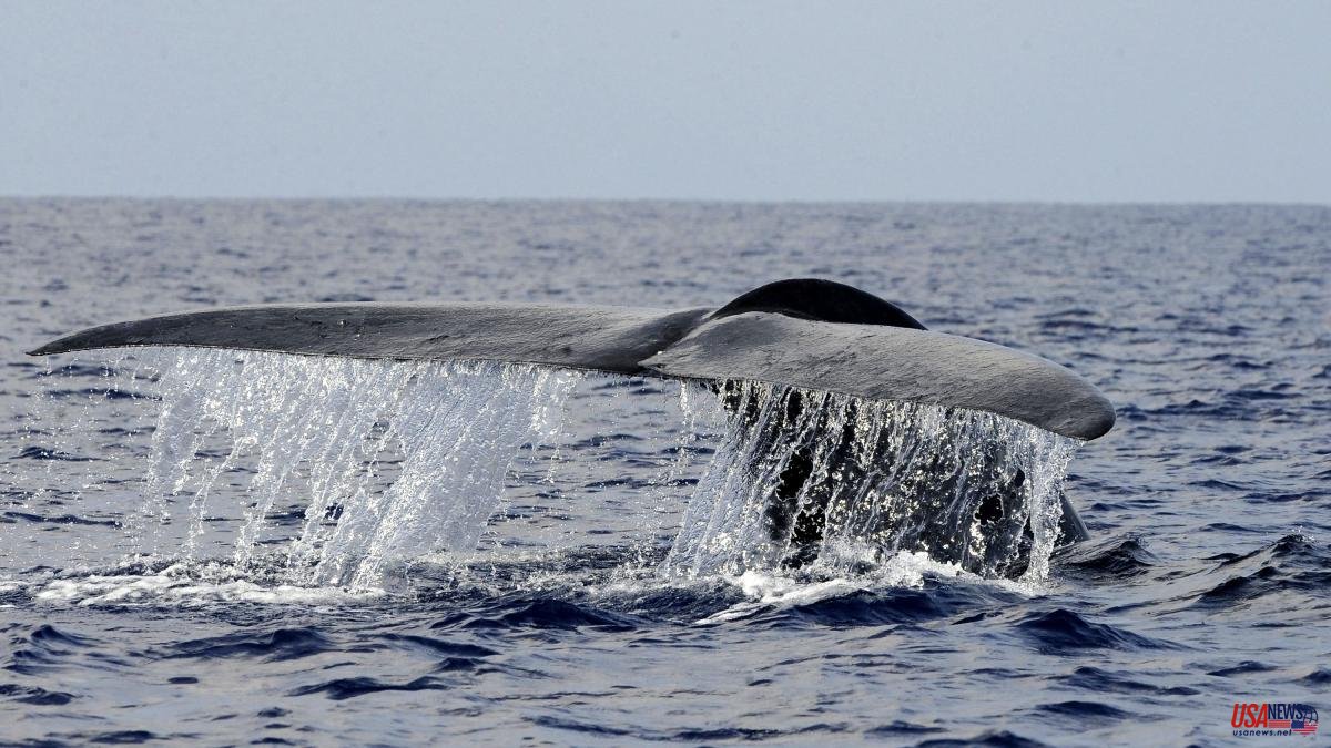 New Zealand reports five deaths from a possible collision with whales
