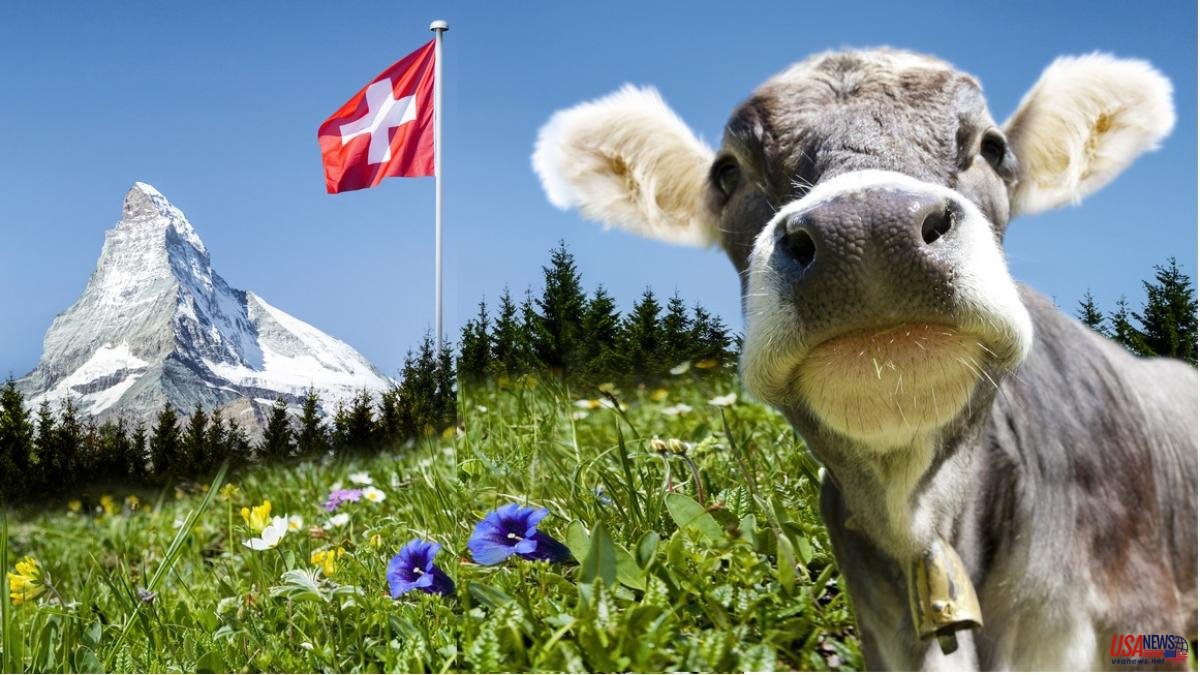 Switzerland rejects, by popular vote, the animalist proposal to ban 'industrial' farms