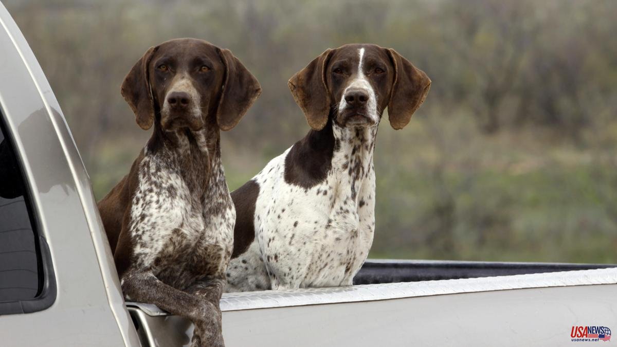 Hunting dogs without rights: "indignation" grows over the PSOE's amendment to the animal law