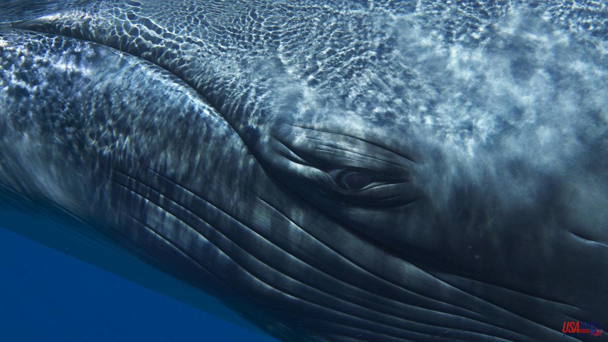 Suncine Festival: Leonardo Di Caprio tells the story of the loneliest whale in the world