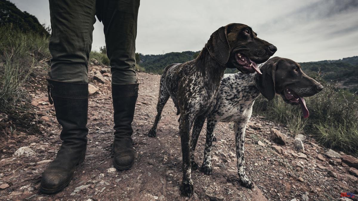 More than 12,000 hunting dogs were abandoned last year in Spain, according to Pacma
