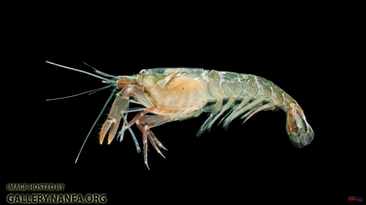 This Baby Shrimp Closes Its Pincers So Quickly It Creates A Light Burst Underwater