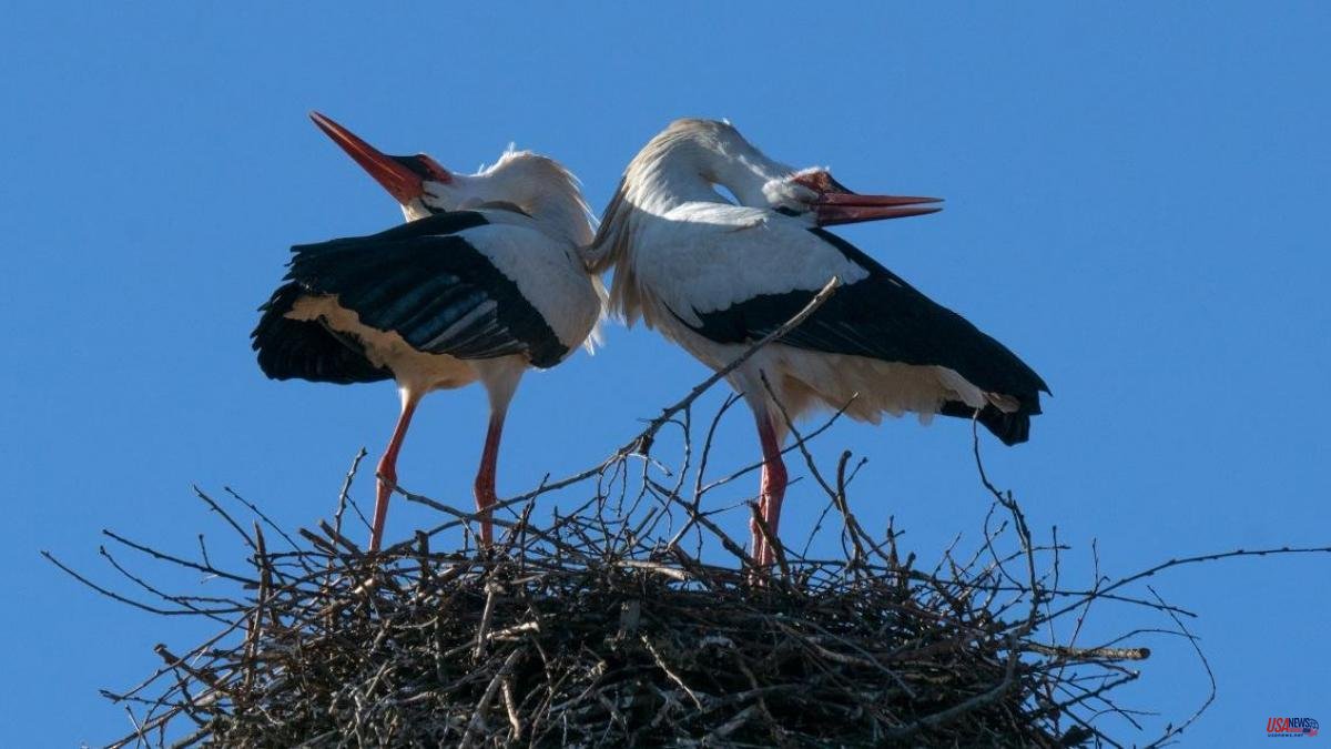 Have you seen how storks mate?