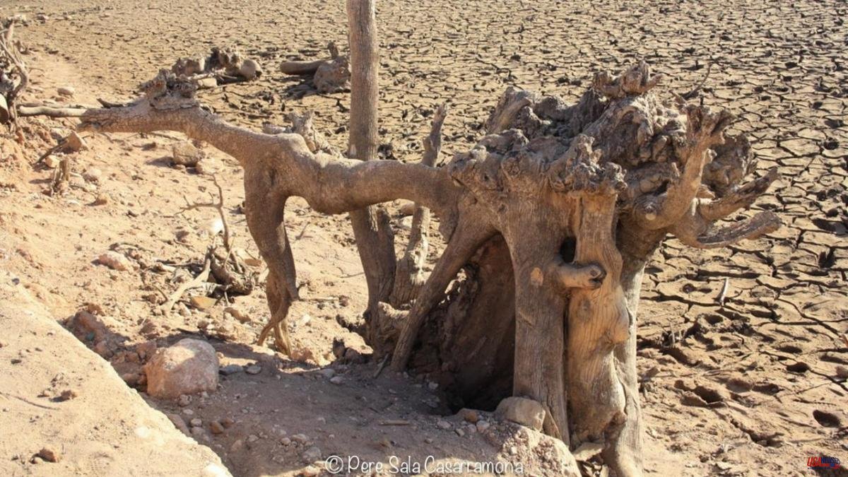The roots of the drought in Sau
