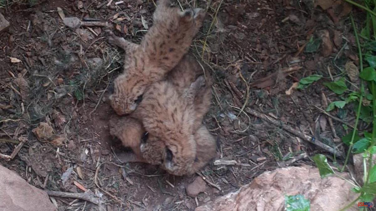 Four lynx cubs are rescued after the death of their mother in a tragic accident in Montoro