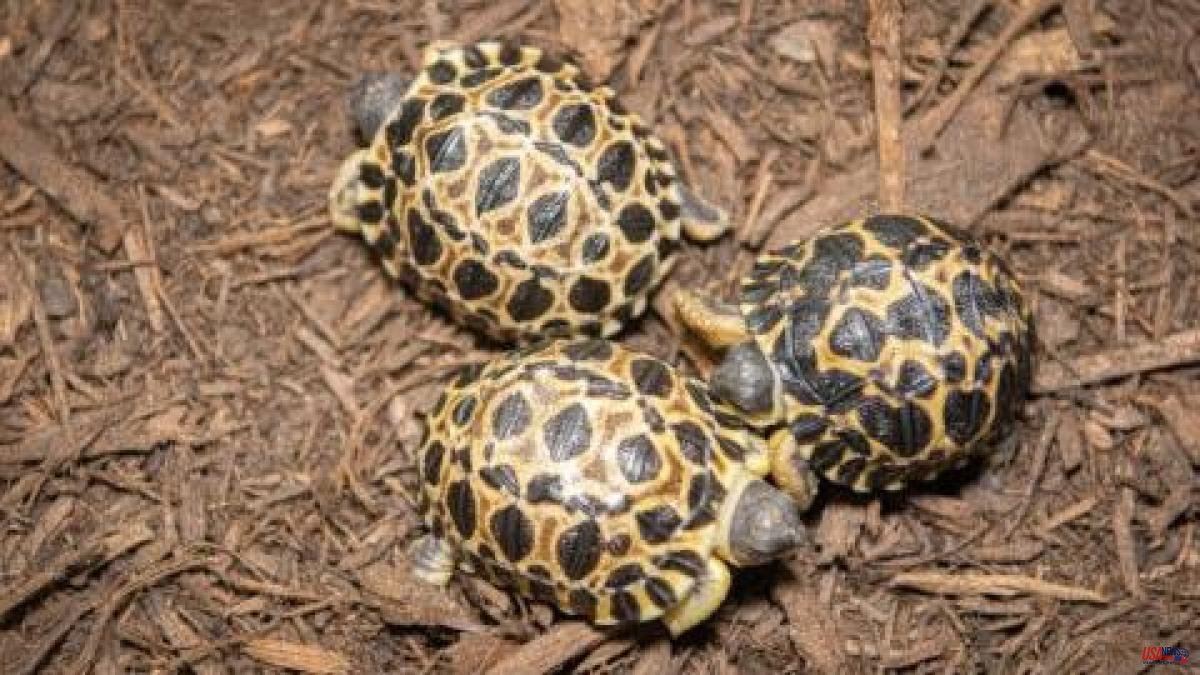 This endangered turtle surprises by becoming the father of three young at the age of 90