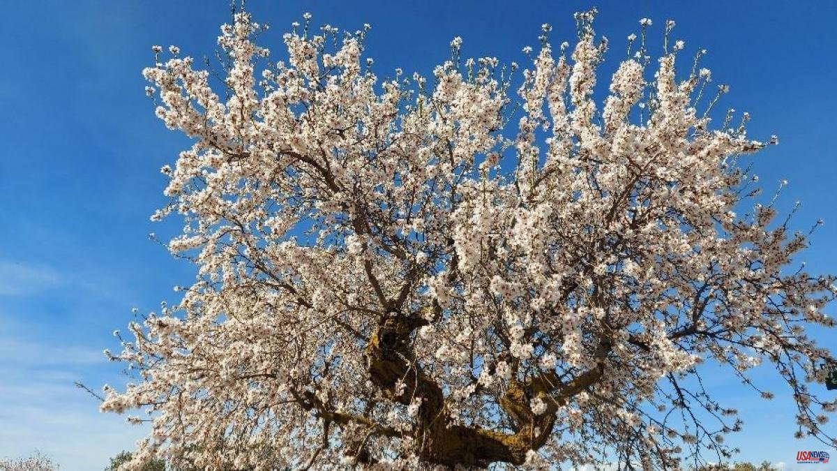 The snow of the almond trees of Guimerà