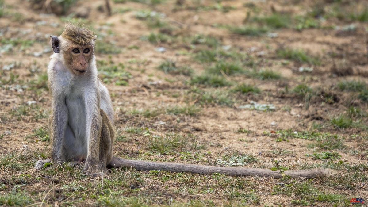 Controversy in Sri Lanka over the 100,000 endemic macaques that China wants to take away