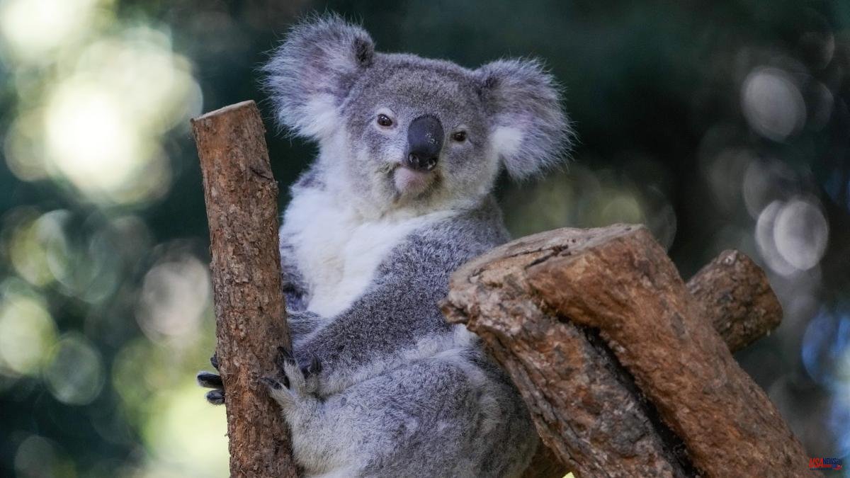 Australia launches koala vaccination plan to avoid disastrous effects of chlamydia