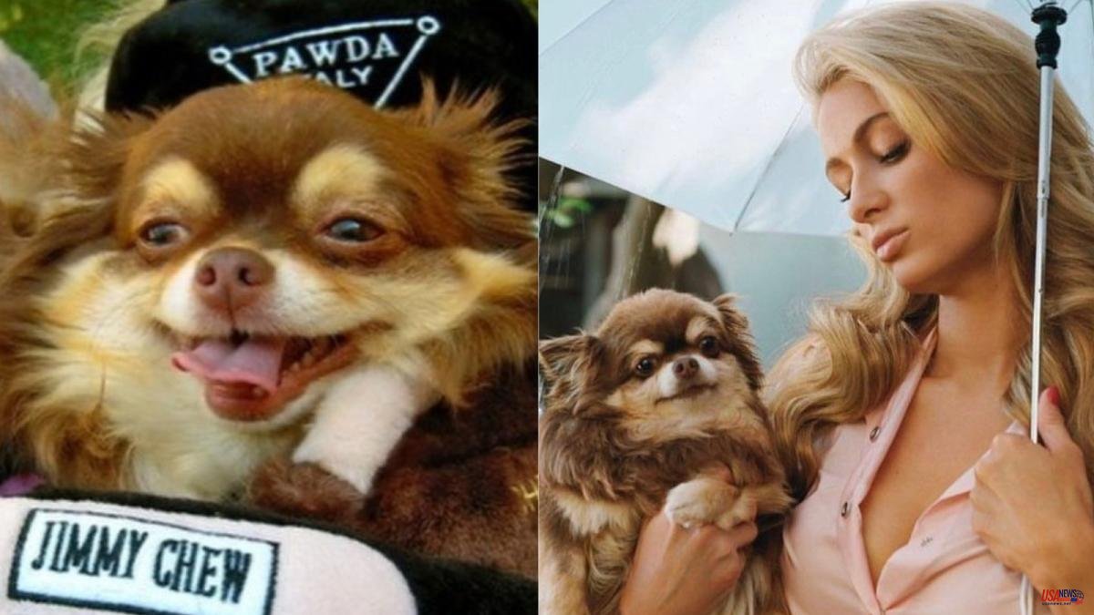 Paris Hilton heartbroken by the death of her chihuahua: "Words cannot express the immense pain I feel"
