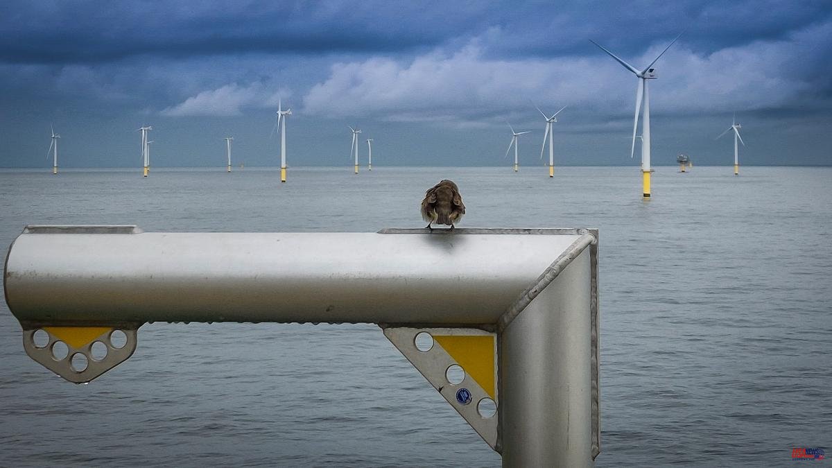 The Netherlands has the formula to protect bird migration: shutting down wind turbines