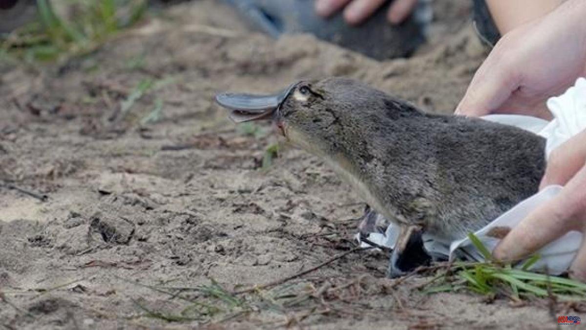 The platypus returns to its home in Australia