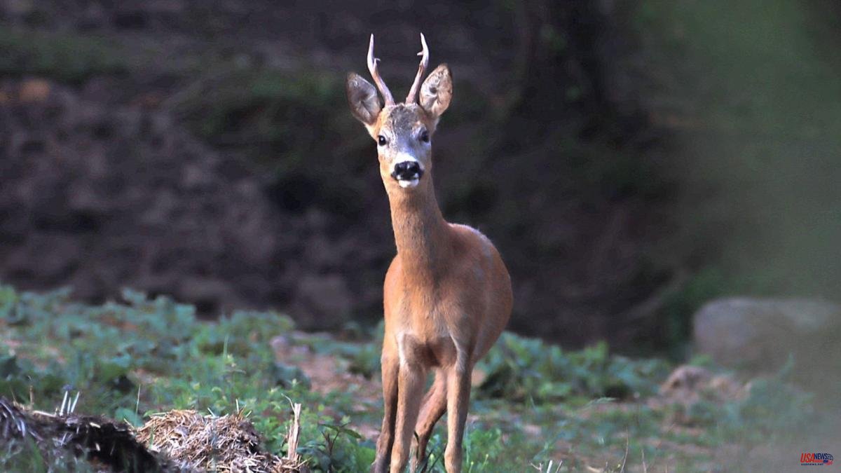 The free gaze of the roe deer