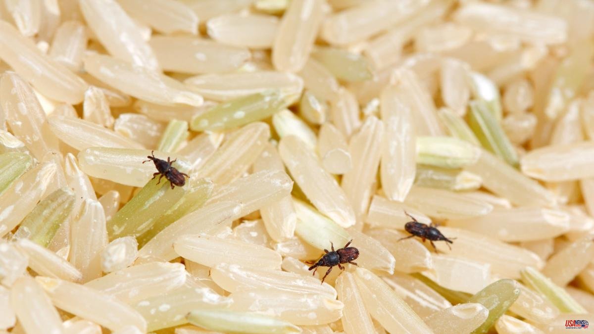 Do I have to throw away the rice if when I put it to cook I see that it has bugs?