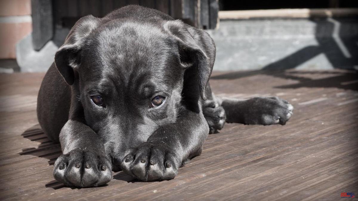 What to do if your pet accidentally ingests poison
