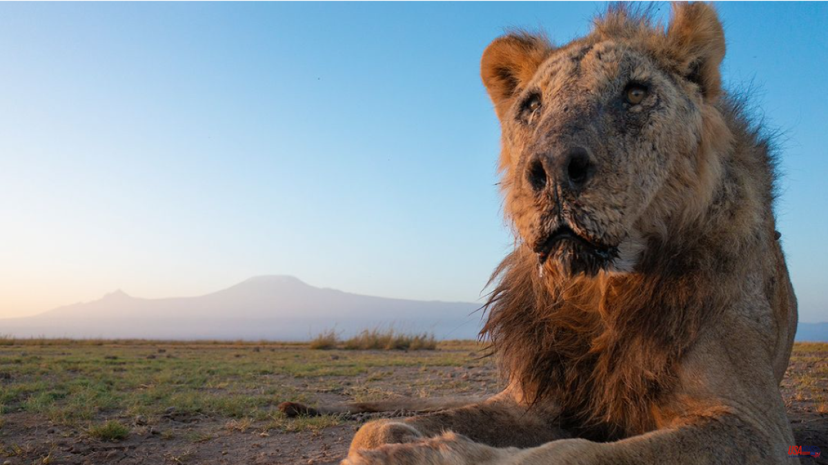 Loonkito, Africa's oldest free-ranging lion, dies at 19