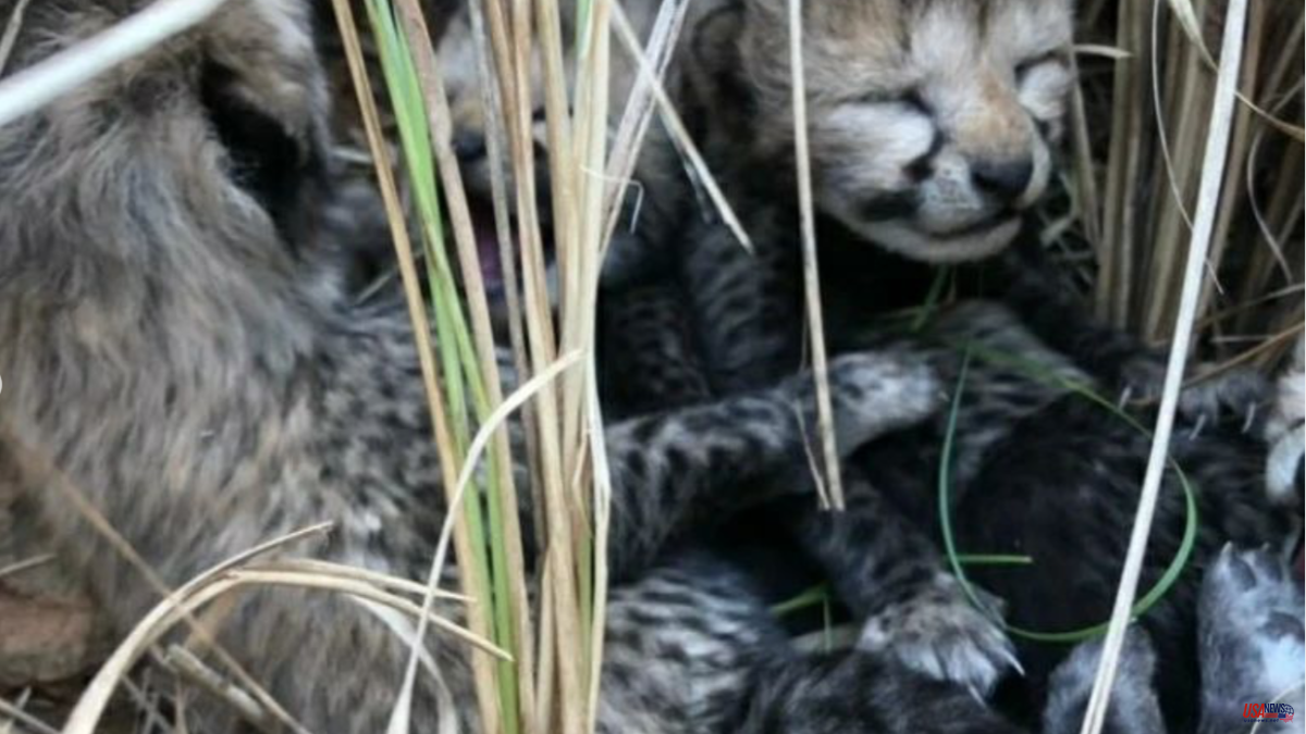 Three cheetah cubs die from a family that served to reintroduce the species to India