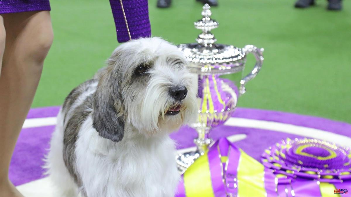 This is Buddy, the first Vendean Griffon to win the prestigious Westminster dog show
