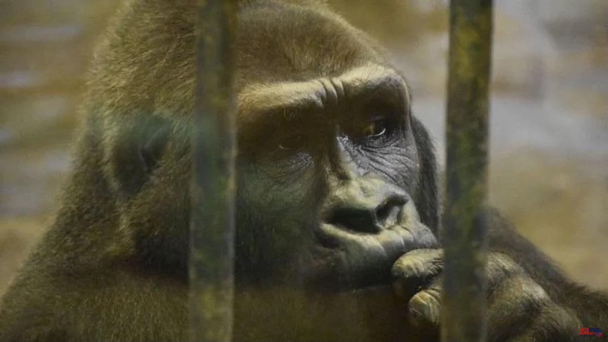 More than 250,000 signatures in the campaign to save Bua Noi, perhaps the loneliest gorilla in the world