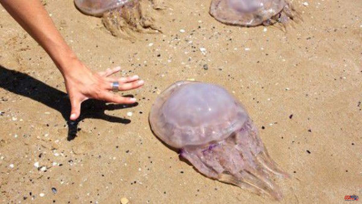 The beach showers reopen due to the proliferation of jellyfish