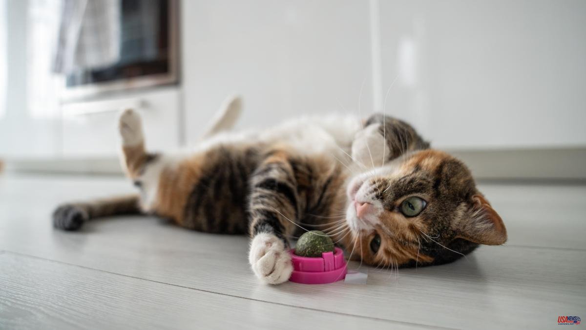 What is catnip? Discover its benefits for your cat
