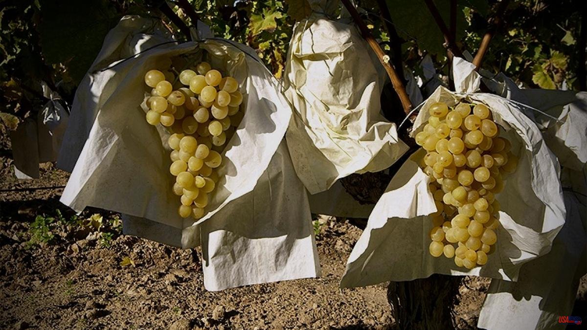 The New Year's Eve grape, in suspense due to inflation and climate change