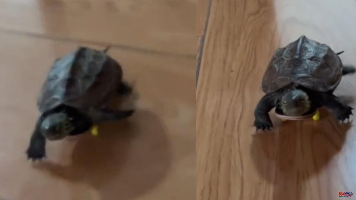 A turtle discovers speed on the back of a skateboard and this is his funny reaction