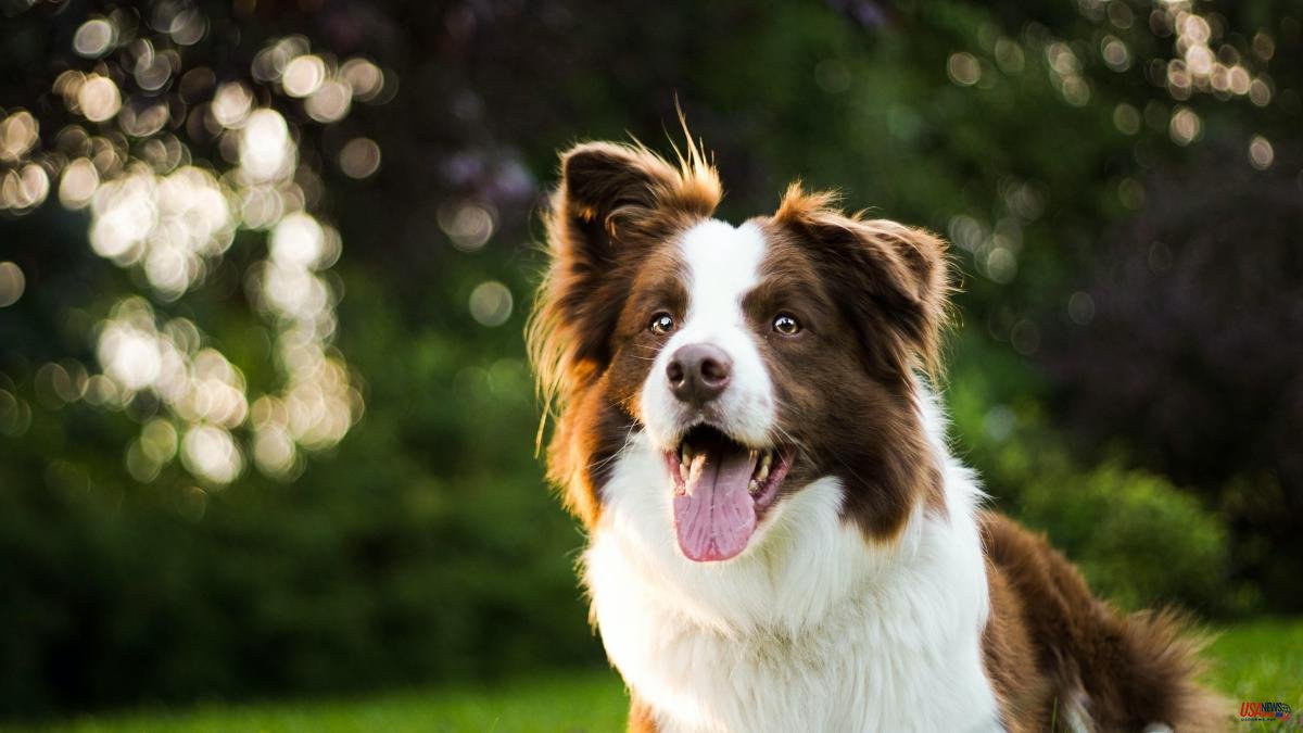 Is your dog old enough? This way you can tell if he is starting to lose hearing or vision