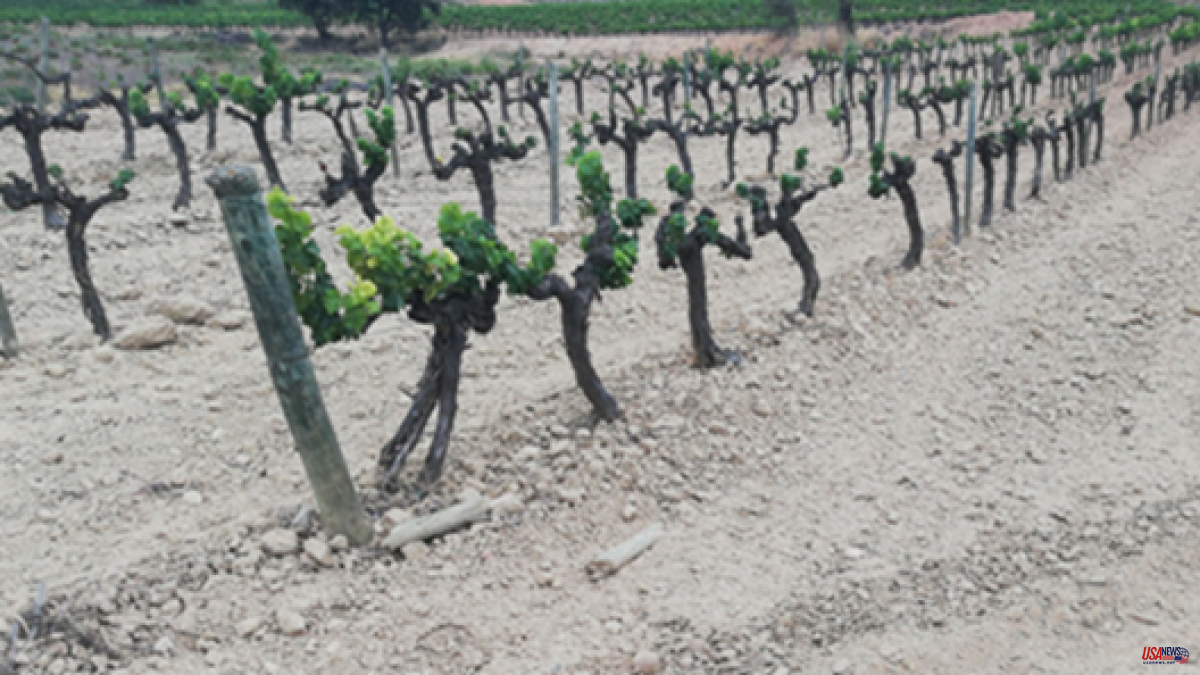The silent death of the Penedès vineyards