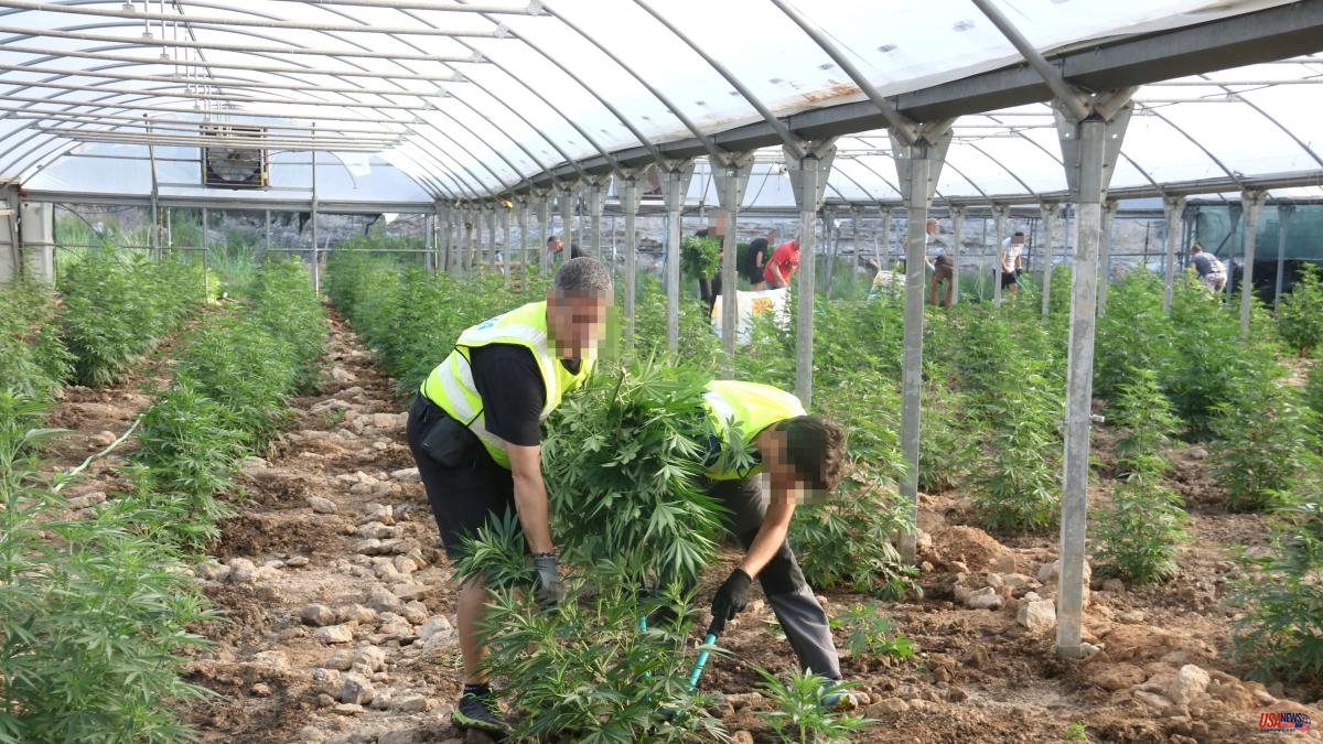 The Mossos believe that the drought has prevented marijuana production in Lleida from being higher
