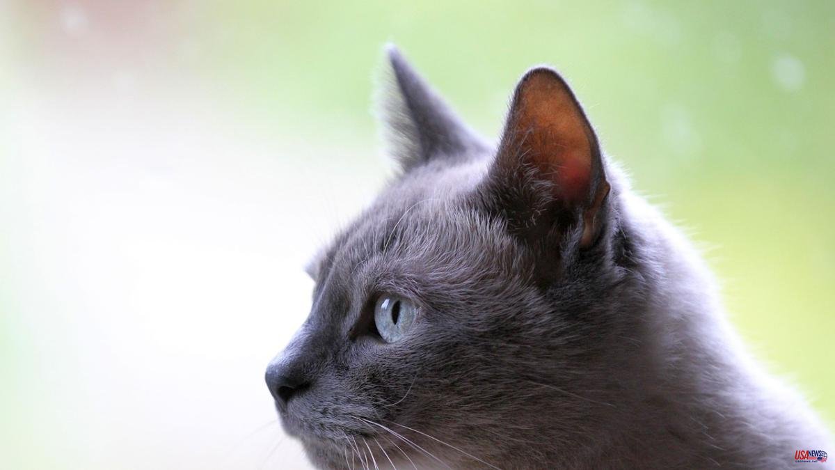 Feline vestibular syndrome: what it is and what are its symptoms