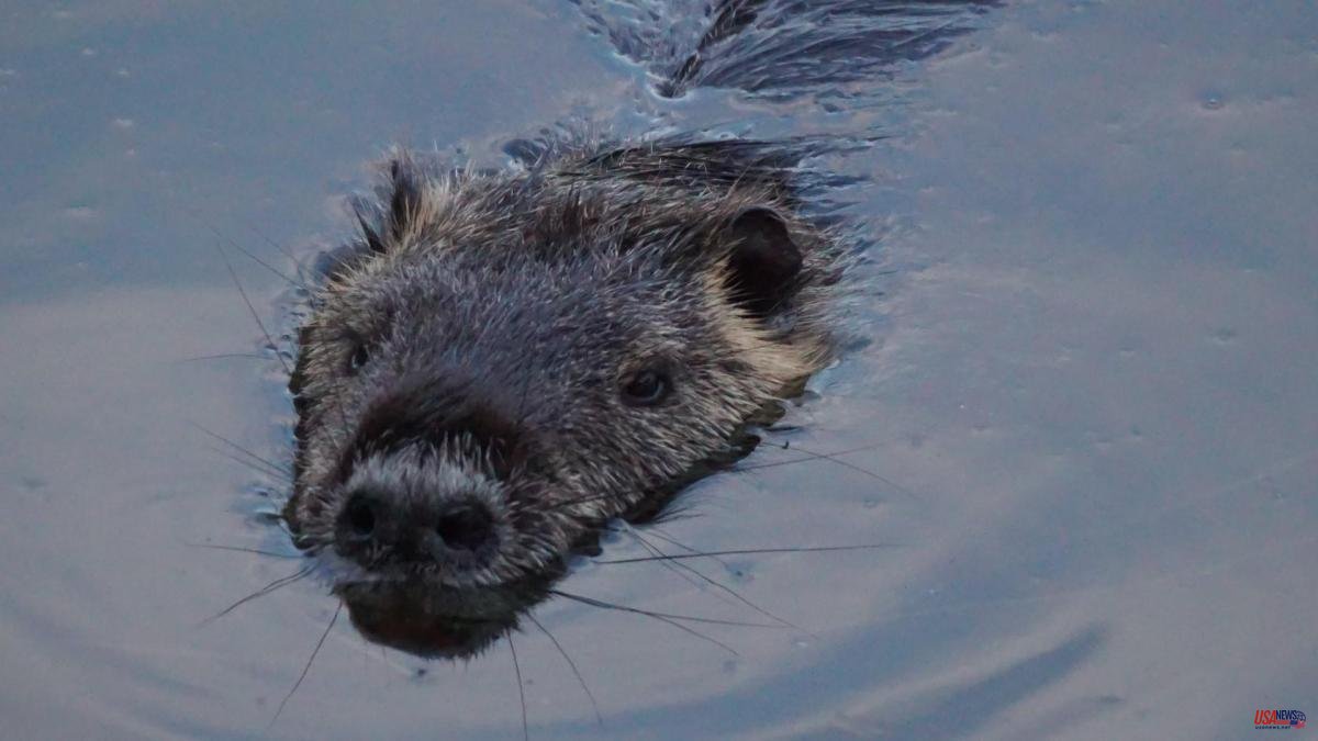 The coypu, the invasive rodent otter of the Empordà