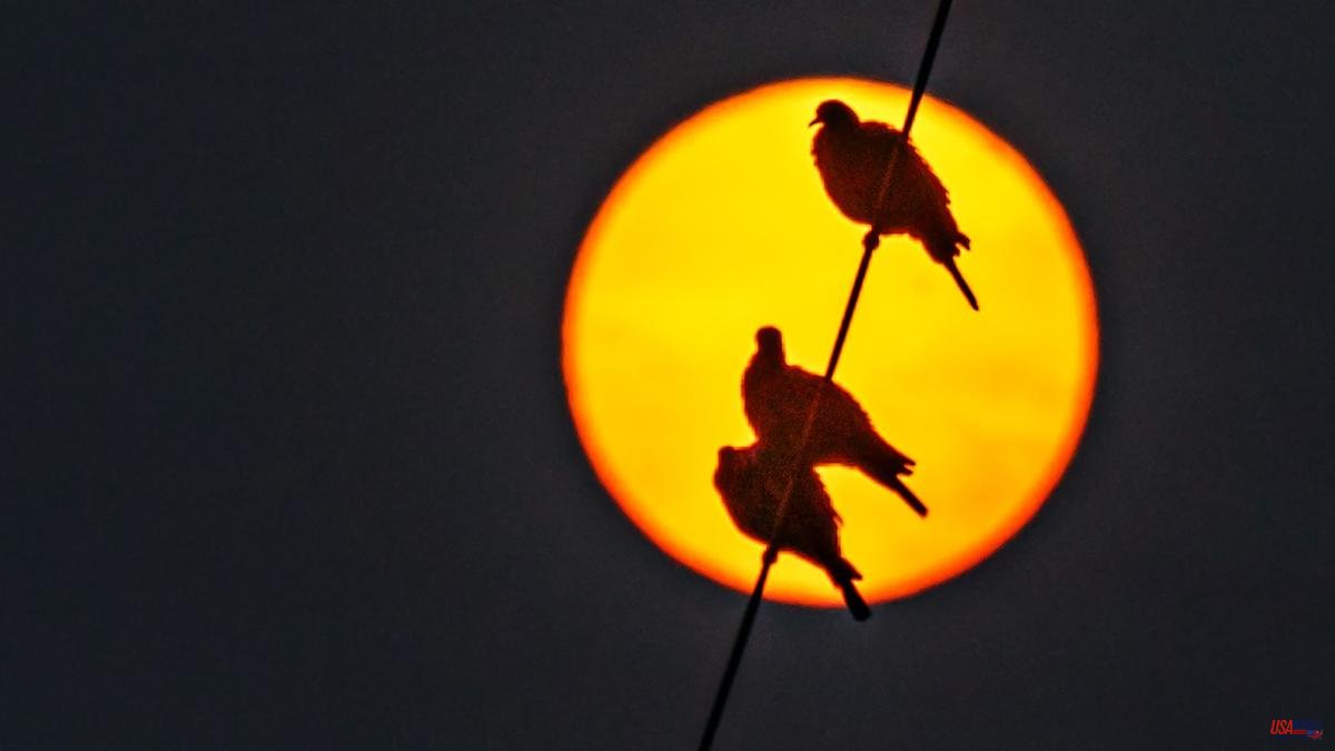 The solar corona of the doves